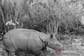 A newborn Javan rhinoceros calf is captured on a camera in Ujung Kulon National Park. (Photo: ANTARA) 
