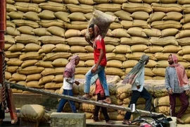 Workers transport rice at a warehouse in Jalandhar city, India. (Photo: ANI/VNA)