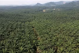 Palm oil trees grow at the Cikasungka palm oil plantation, operated by PT Perkebunan Nusantara VIII, in Bogor Regency in West Java, Indonesia, on Monday, June 20, 2022. Indonesia has slashed the maximum crude palm oil export levy by nearly half in another step to speed up shipments after lifting a temporary export ban on the commodity last month. (Photo: cnbc.com) 