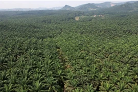 Palm oil trees grow at the Cikasungka palm oil plantation, operated by PT Perkebunan Nusantara VIII, in Bogor Regency in West Java, Indonesia, on Monday, June 20, 2022. Indonesia has slashed the maximum crude palm oil export levy by nearly half in another step to speed up shipments after lifting a temporary export ban on the commodity last month. (Photo: cnbc.com) 