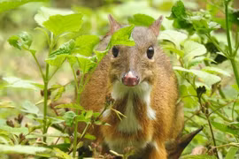A Tragulus kanchil at Ben En National Park, Thanh Hoa province (Photo: VNA) 