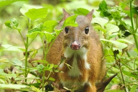 A Tragulus kanchil at Ben En National Park, Thanh Hoa province (Photo: VNA) 