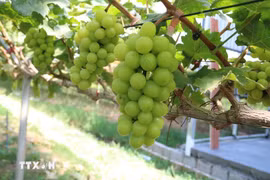 Empowering Vietnamese agribusinesses to drive green growth (Photo: VNA) 