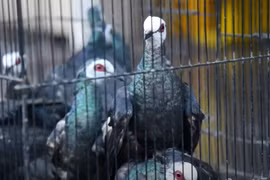 1,200 endangered birds rescued from smuggling operation in Indonesia (Photo: AFP) 