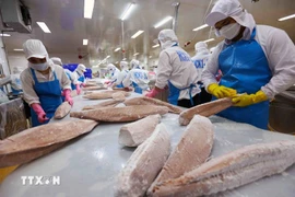 Shrimp processing line for export (Photo: VNA)