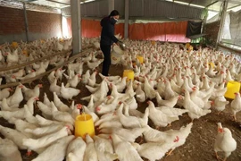 Vietnam’s livestock exports reach 447.5 million USD in the first nine months. (Photo: VNA)