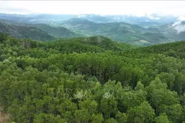 An area of large-timber plantation forest in Van Canh commune under the management of the Van Canh Forest Protection Unit. (Photo: VNA)