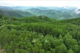 An area of large-timber plantation forest in Van Canh commune under the management of the Van Canh Forest Protection Unit. (Photo: VNA)