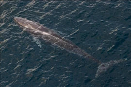 The sighting of an omura whale (Balaenoptera omurai) in the waters west of Sumatra during the OceanX Indonesia Mission expedition in the waters west of Sumatra, March 6, 2024 (Photo: ANTARA/HO-OceanX) 