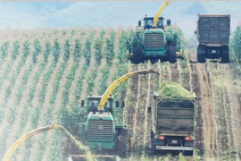 Exploring TH True Milk’s green journey: where nature meets innovation