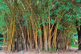 Philippines targets USD 500 million to scale up engineered bamboo (Photo: philstar.com)