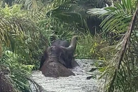 Two elephants trapped in a peat swamp in a forest in Indragiri Hulu District, Indonesia (Photo: ANTARA) 