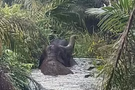 Two elephants trapped in a peat swamp in a forest in Indragiri Hulu District, Indonesia (Photo: ANTARA) 