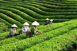 Vietnam’s tea exports near 12,000 tonnes in October (Photo : VNA) 