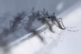 Chikungunya is rarely fatal, but it does cause fever and severe joint pain. (Photo: The Straits Times) 