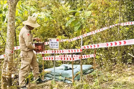 Mine clearance completed at the historic Quang Tri Citadel (Photo: VNA)