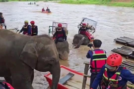Elephants join flood rescue drill in northern Thailand (Photo: myanmaritv.com)