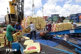 Vietnam's rice exports reached 268,700 tonnes between January 1 and 15. (Photo: VNA)