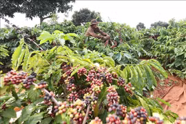 Harvesting coffee on a plantation owned by the Vietnam National Coffee Corporation. (Photo: VNA)