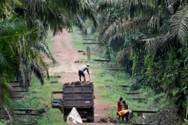 Indonesia shipped 1.8 million tonnes of palm oil to the Middle East in 2025. (Photo: REUTERS) 