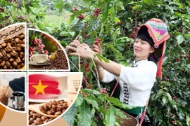 Vietnamese coffee shifts from production hub to global value partner (Photo: VNA)