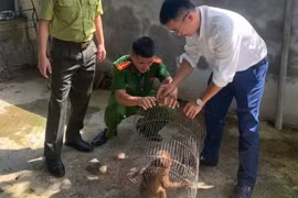 The female stump-tailed macaque undergoes a health check by authorities before being released back into the wild. (Photo published VNA) 