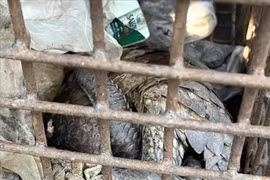 Quang Tri recently received two endangered pangolins from local resident. (Photo published by VNA)