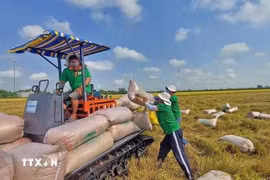 Vietnam strengthens foothold in the Canadian rice market (Photo: VNA) 