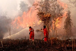 Firefighters try to extinguish a peatland fire at Rimbo Panjang village in Kampar regency, Riau province, Indonesia, on July 20, 2025. (Photo: Xinhua) 