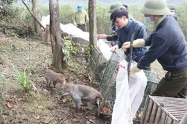 Rare animals are released back to nature (Photo: VNA)