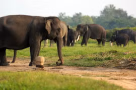 Illustration – Elephants in Way Kambas National Park (Photo: Antara)