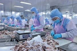 Processing octopus for export to the Japanese market at Huy Nam Company in An Giang (Photo: VNA)
