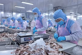 Processing octopus for export to the Japanese market at Huy Nam Company in An Giang (Photo: VNA)