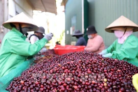 Vietnam coffee exports surge to record high (Photo: VNA)