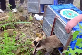 All the released wildlife species are naturally found in Tam Dao National Park. (Photo: Quan Doi Nhan Dan)