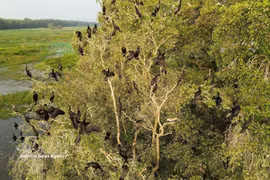 Tram Chim National Park steps up wetland restoration efforts (Photo: VNA)