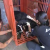 An Asian black bear (Ursus thibetanus) has been handed over to the Vietnam Bear Rescue Centre at Bach Ma National Park in Hue city. (Photo: baonghean.vn)