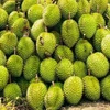 Vietnam’s durian exports to China reached only about 130 million USD, equivalent to 35,000 tonnes, in the first four months of 2025. (Photo: VNA)