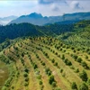 Macadamia farm in Quai Nua commune, Tuan Giao district, northern province of Dien Bien. (Photo: VNA)