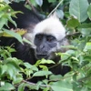 Cat Ba langur is an extremely rare primate species found exclusively in the humid tropical forests of Cat Ba island (Photo: VNA)
