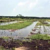 A coastal area under the nature-based mangrove restoration project in Soc Trang. (Photo: VNA)