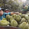 Farmers harvest durians at an orchard in Dong Nai city. (Photo: VNA)