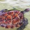 The 12kg green sea turtle is released into the sea off Lam Dong province. (Photo: baolamdong.vn)