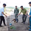 Dong Nai authorities receive and transfer the lesser adjutant for rescue and conservation on June 13. (Photo: VNA)