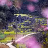 The Dong Van Karst Plateau is a special heritage landscape where dramatic limestone mountains, local communities, and nature together define the unique character of Vietnam's northernmost region. (Photo: VNA)