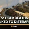 Thailand: Dozens of tigers die from infectious disease