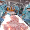 Workers classify tra (pangasius) fillets before freezing them for export at Sao Mai Group’s factory in An Giang province (Photo: VNA)