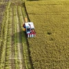 Farmers harvest the 2025 Winter–Spring rice crop in An Giang province. (Photo: VNA)