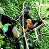 The limestone forest area in Kim Bang, merged into Ninh Binh province as of July 1, 2025, is currently home to the world’s second largest population of Delacour’s Langur (Trachypithecus delacouri), estimated at 120–150 individuals (Photo: VNA)