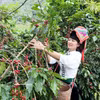 Harvesting coffee in the northern province of Son La. (Photo: VNA)